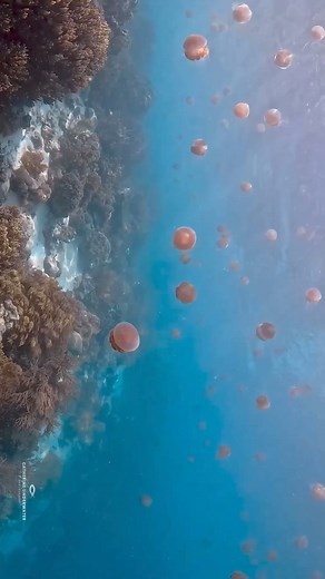 4.9K views · 107 reactions | Raja Ampat filled with stinging...