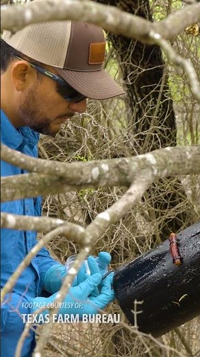 New World Screwworm fly closeup video #screwworm #farming #agrilife #insects