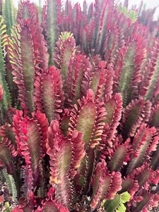 Euphorbia Trigona CV. Royal Red Rubra Cactus Rare Succulent Live Cacti Plant Varius Sizes Rooted and Cuttings - Etsy