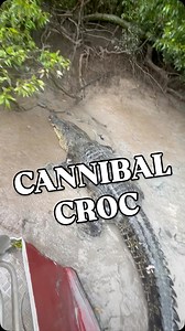 Saltwater Crocodiles are cannibals, legends, and I’ve never seen a Saltie actively hunt smaller crocs more than Wockeye. I don’t know how many crocs he’s sent to the shadow realm and turned into nutrient rich fertiliser, but it’ll be a few that’s for sure. Wockeye takes no prisoners. 💀🐊 Saltwater Crocodile Northern Territory Australia | Wildman Adventures