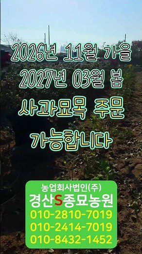 [경산에스종묘농원]사과묘목전문 사과묘목주문 #사과묘목 #사과나무