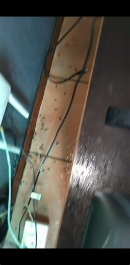 Cockroaches can carry and spread various diseases and allergens, including: - *Gastroenteritis (food poisoning):* Cockroaches can contaminate food and surfaces with bacteria like Salmonella, E. coli, and Shigella. - *Dysentery:* Cockroaches can spread the bacteria that cause dysentery, a type of gastrointestinal disease. - *Asthma and allergies:* Cockroach allergens can trigger asthma attacks and allergic reactions in some people. - *Other diseases:* Cockroaches may also carry other pathogens, s