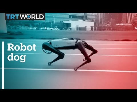 Chinese tech company develops robot dogs