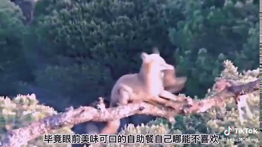 Exploring the Cunning Nature of Foxes in Their Habitat