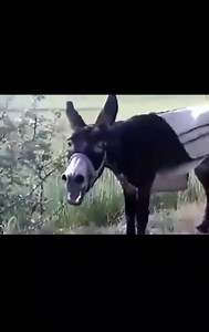 Die Hard Fans Of Narendra Modi on Reels