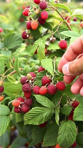 Raspberry Picking is fun #harvest