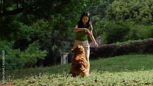Slow motion: long hair young asian woman playing with golden retriever dog outdoor in the park pretty Chinese girl train adorable pet dog in summer day lovely dog with master happy dog having fun