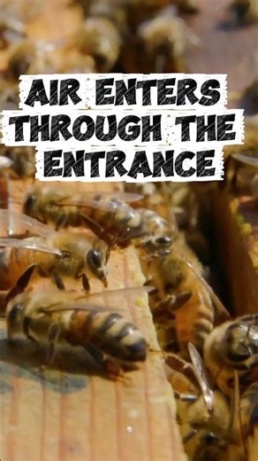 This one factor decides your honey harvest #apiarylocation #beekeeping #honeybeesting #bee