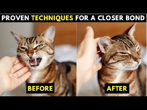 How to Build Your Cat's Trust on you ? - 12 Winning ways you Don't know