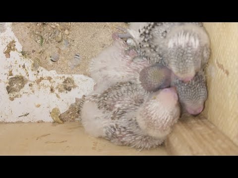 Parrot Baby World 27.03.2026
