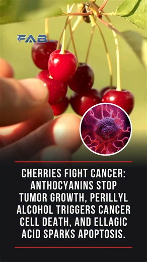 Most people eat cherries for taste. Few know they contain anthocyanins, perillyl alcohol, and ellagic acid, compounds that science shows can stop cancer cells in their tracks. Anthocyanins, the pigments that color cherries red, inhibit tumor growth, block spread, and trigger apoptosis (cell suicide) in breast, colon, and prostate cancer cells. PMID: 34063349 Perillyl alcohol, a phytochemical in cherries, activates cancer cell death pathways and disrupts cell proliferation. PMID: 8886131 Ellagic 