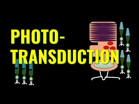 PHOTOTRANSDUCTION