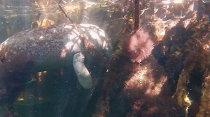 1.4K views · 77 reactions | Manatees in the mangroves?! That's right! In the warm summer months, Florida manatees do not need the warm waters of the spirngs. As the tempuratures start to get cooler, they will start to make their way back to warm water refuges. Did you know, manatees cannot tolerate water temperatures below 68° F (20° C) for long periods of time? Thanks to Pat Malloy for this video taken in the Florida Keys. | Crystal River National Wildlife Refuge Complex | Facebook