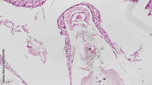 People ciliated epithelium in section under microscope 200x against bright field background. Isolated macro view of human tissue located in inner surfaces of the body. Layers of cells studied in lab