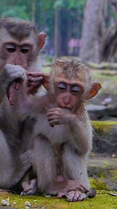 Small skinny monkey wait for food | Million Monkey