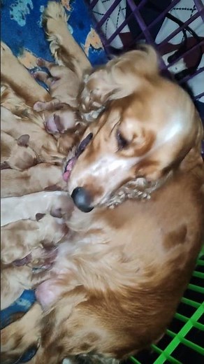 Golden Cocker Spaniel litter #puppy #cockerspaniel #cute