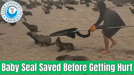 27K views · 1.5K reactions | Happy New Year! Our work continues. If we had not found this seal on time, this little loop of rubber would have taken his life. We are ready for the rescue season and cannot wait to save animals from plastic rubbish. It is sad that it is necessary, but we thank all our loyal supporters from around the world - without your support, OCN would not be where we are today, and many seals would have died. | Ocean Conservation Namibia | Facebook