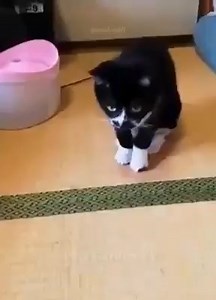 521K views · 10K reactions | Funny Cat :)))) | Your morning awe | Facebook