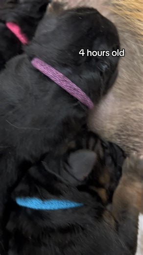 4 hour old Gsd puppies. #pureheartgermanshepherds #pureheartgsd #gsd #germanshepherds #gsdfamily #gsdlove #gsdpets #gsdlife #germanshepherdlife #pets #dogs #doglife #puppies #coloradodogs #gsdbreeder #gsdpuppies #coloradopups #germanshepherdlove . . . #puppiesofinstgram #puppiesoftiktoc #dogsofinstagram #dogsogtiktoc #petsofinstagram #petsoftiktoc #germanshepherdsofinstagram #germanshepherdsoftiktoc #gsdoftiktoc #gsdoftiktoc #viral #fyp | Pure Heart German Shepherds
