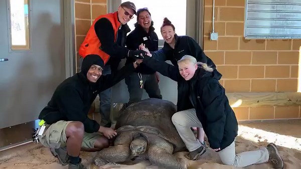 How many people take does it take to transport a 445 pound Galapagos tortoise through the OKC Zoo? Watch the fastest recap we could find during today’s OKC Zoo @ Two! Max was the first of his tortoise friends to move to the new habitat in the Children’s Zoo. The new Galapagos tortoise habitat consists of one indoor and two outdoor spaces. The climate-controlled 900 sq. ft. indoor habitat consists of a nesting area, an indoor pool and natural substrate floors. It also features an open-air viewing