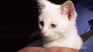 21K views · 769 reactions | Dr. Pol looks for a grub in a little kitten with a big attitude. The season finale of The Incredible Dr. Pol airs Saturday night at 9/8c on Nat Geo WILD. | National Geographic Animals | Facebook