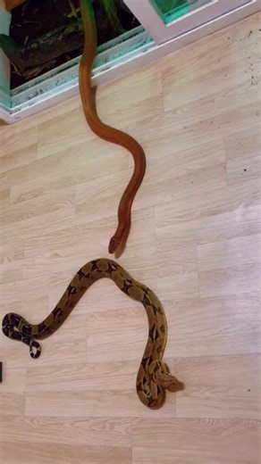 Snake hunting python😱 #wildanimals #snake #python #animals