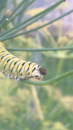 I know a lot of things are going down right now, but I need to share this video of a caterpillar pooing in front of me. The audacity.