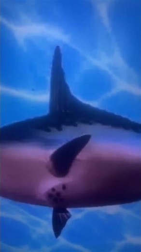 SpongeBob intro fandub aidendish vicits video