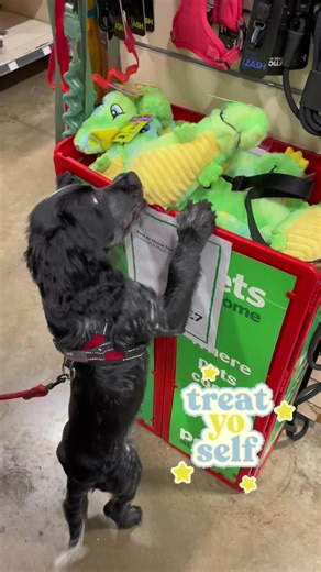 Dexter’s 5th month birthday treat yourself day at pets at home today 🙈🛍 #fyp #foryou #foryoupage #cockerspaniel #cockerspanielpuppy #cockerspanielsoftiktok #roancockerspaniel #roancocker #treatyourself #spanielpuppy #5monthpuppy #dogmama #puppylove #puppyshopping #petsathome #dogtoys