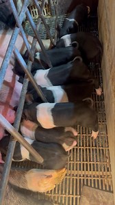 Hampshire litter | Top Choice Genetics