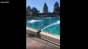 SeaWorld visitor films disturbing orca attack