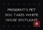 1943 – Washington DC White House USA: President Franklin Delano Roosevelt feeds his pet dog Fala in the White House, Washington DC