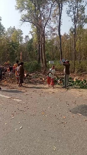 Tree Felling Techniques in Rural Environment