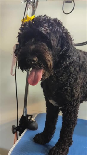 #cockapoo #poodlemix #grooming #mywork