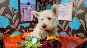 40K views · 692 reactions | A dog's eye view of Edinburgh 梁 | Edinburgh Evening News | Facebook