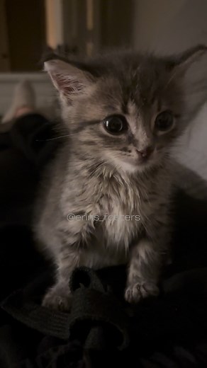 One thing about Reece is he is going to be eepy 😴🥱 Reece was just hours away from being euthanized at an over crowded shelter here in Houston 😪 Sadly every year hundreds of thousands of innocent animals just like him don’t make it out of the shelters alive, simply due to lack of space and resources. Please, get your pets fixed and always adopt instead of buying from breeders so more lives like these can be saved! #adoptdontshop #spayandneuter #cutekittens #fosterkittens #animalrescue | Erin B