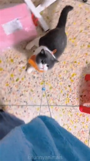 6.1K views · 255 reactions | Part 10 Animals core #cat #funny #foryoupage #fyp #catlover #catsoftiktok #funnyvideos #catslovers #funnycat #pets #tiktokcat #kitten #cutecat | Cat lover's | Facebook