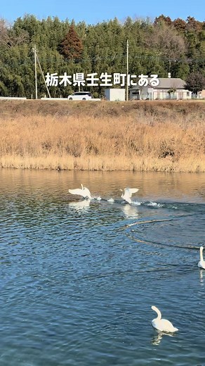 栃木県の白鳥観察スポット