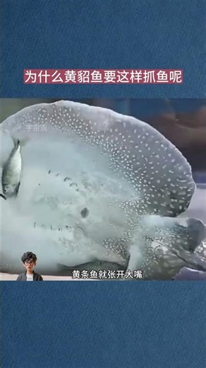 Why do stingrays catch fish this way?