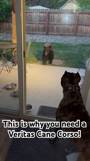 Cane Corso’s try to attack bear! #canecorsoforlife #lovedogs #canecorso #canecorsoitaliano #beautifuldog #dogvideos #hugecanecorso #hugedogsoftiktok #italianmastiff #bigdog #italianmastiff #italianmastiffcanecorso #canecorsomastiff #mastiffbreed #blackcanecorso | Bigdog LOVER