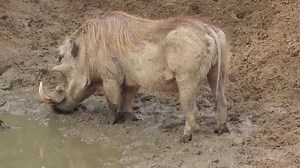 34K views · 422 reactions | Warthog boar drinking water Hluhluwe Imfolozi #AfricanBushKingdom #animal #reels #reelsfb #reelsviral #viralpage #video #africa #Amazing #life #Wow #wildlife #travel #wild | African Bush Kingdom | Facebook