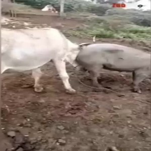 Anaconda Snake iPhone on Reels