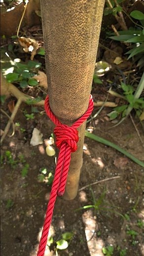 How to Tie a Rope to a Tree (Easy & Strong) 🌲
