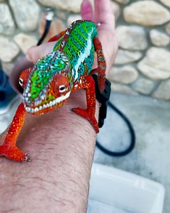 This vibrant chameleon was found wandering a neighbourhood in California 🦎😯 | Furry Tails