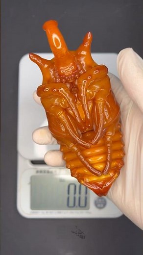 Pupa of the elephant beetle (Megasoma mars)