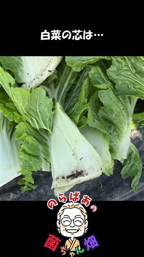 肥料がなくても白菜が上手にできました！【菌ちゃん農法３年目】#shorts#菌ちゃん農法#家庭菜園#無肥料
