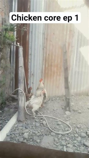 chicken core | ep 1