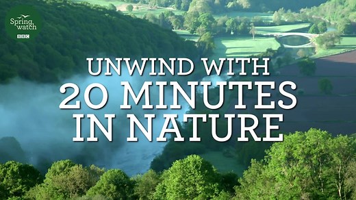 In this years series of Springwatch, we invited you to take a moment of mindfulness during each episode. It seems these Magical Moments were very popular! As many of you have been asking for it, we have compiled a compilation of all of the Springwatch Magic Moments from 2020. So sit back, relax, and unwind, with 20 minutes in nature. #Springwatch 💚 | BBC Springwatch