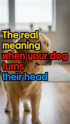 The real meaningwhen your dogturnstheir head #dogshorts #shorts #dogbehavior #dogpsychology