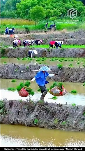 Amazing Rice Farming Techniques! 🤯